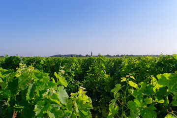 Fototapeta na wymiar Medoc vineyards in the Gironde country
