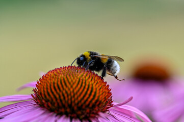 lonely bumblebee sitting on flower head in garden