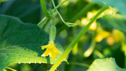 Cucumber in greenhouse with greenhouse effect. Growing cucumbers. Garter shoots cling to the rope....
