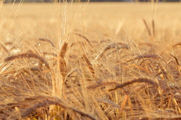ears of yellow wheat field