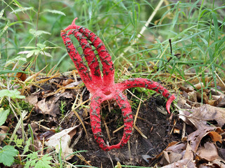 Tintenfischpilz (Clathrus archeri)