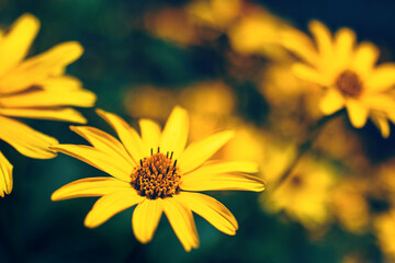 Closeup of false yellow sunflower (rough oxeye, Heliopsis scabra, helianthoides, Oxe eye) grows in public flower garden. Beautiful summer natural floral bright background with copy space