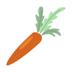 Fresh sweet whole carrot with tops. Organic food from the farm. Ripe summer vegetable with green leaves. Hand drawn cartoon vector illustration isolated on white