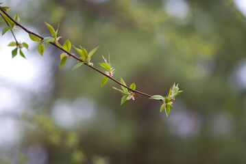 leaves on a branch