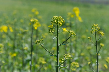 Obraz premium Rapeseed. Brassica napus. are blooming in sunny summer day. yellow flower, isolated on blurred natural background. agriculture, in Europe or Asia. floral background, close-up