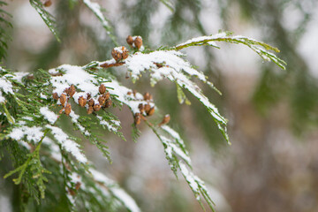 Chamaecyparis. White snow on the branches of a coniferous tree, in winter. Green foliage and cones of Lawson's cypress, Chamaecyparis lawsoniana, Columnaris in the park. early spring, close-up