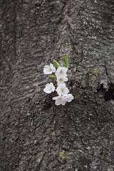 cherry blossom flower on a tree