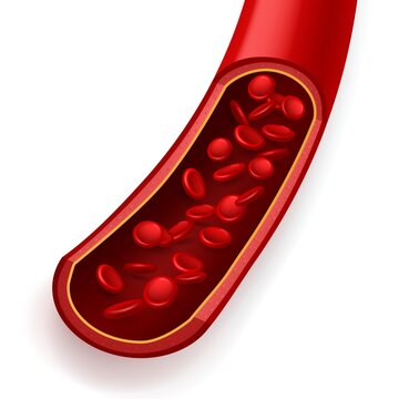 Blood Vessel In Section. Normal Healthy Coronary Artery, Free Particle Flow, Erythrocyte Movement, Donor Components, Microscope Magnified Red Cells, Medical Training Poster. Vector Concept