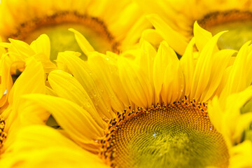 Blooming sunflower close up. Large yellow flowers, autumn background.