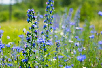 Obraz na płótnie Canvas Echium vulgare. beautiful wildflowers. blue flowers, summer floral background. close-up. bokeh. beautiful nature. blooming meadow in sunny weather