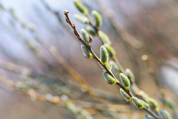 fluffy yellow flowers bloom on a willow branch. Yellow flowers of a willow on a branch in the spring forest. beautiful festive spring background. nature, bokeh, close-up, Macro photo, text