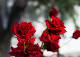 Red rose flower background. Red roses on a bush in the garden, close-up. Red rose flower with water drops after rain or morning dew. Red Rose Black Magic