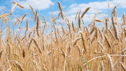 Wheat field. Ears of golden wheat. The concept of a rich harvest, agro-industrial complex, farming. golden spikelets of ripe wheat in the field close-up. for background and text