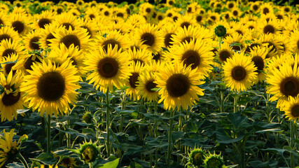 Obraz premium field view, large yellow sunflower for background. Yellow sunflowers in sunlight. good harvest concept, bright sunny flower. farming, vegetable garden, field, growing seeds for oil.