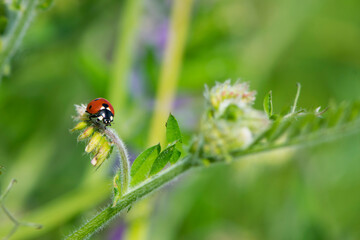 Coccinellidae is a widespread, Ladybird beetle, ladybugs. red beetle with black dots. insects in the wild. natural background. macro nature. ladybug sitting on a meadow plant