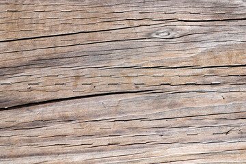 timber texture backdrop. cross section of tree. tree bark. wooden background with nobody.