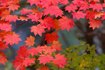 カエデの葉・秋のイメージ