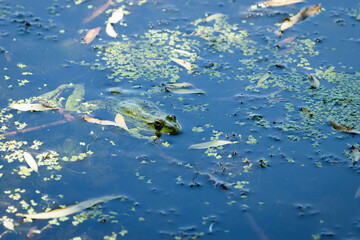 Fototapeta na wymiar Marsh frog, Pelophylax ridibundus, in nature habitat. Wildlife scene from nature, green animal in water. Beautiful frog in dirty water in a swamp. close-up
