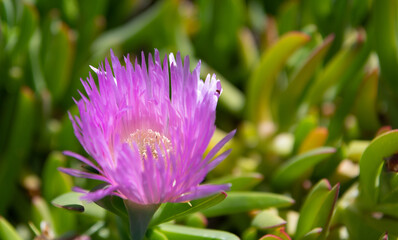 Karkalla or pigface. Karkalla in bloom. Blooming putple flower. Carpobrotus rossii