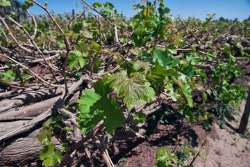 The garden in arab village close Najran, Asir region, Saudi Arabia
