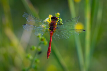 Sympetrum flaveolum. large dragonfly on wildflowers. beautiful insect sits in gras, on a green blurred background. beautiful bokeh, dragonfly predator, close-up, macro nature photo
