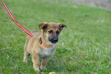 puppy. cute dog on the background of green grass, walks on a leash, outdoors. Portrait of a red puppy close-up. Charming dog posing. the concepts of friendship, veterinary medicine. domestic animal