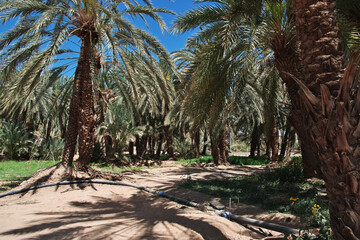 Oasis close Najran, Asir region, Saudi Arabia