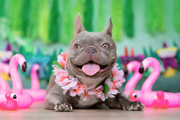 Happy French Bulldog dog with tropical flower garlands and rubber toy flamingos in front of green background © Firn