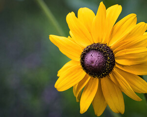 a Bloom of a rough sun hat