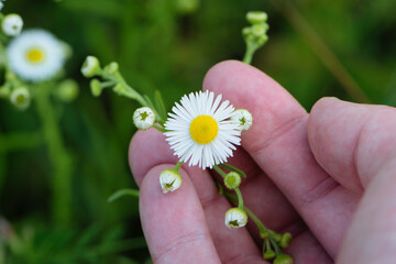 small field daisies in a man's hand. Man's palm with chamomiles on sunny summer day. Collecting pharmacy chamomile for chamomile tea. Medicinal plant in the hand. environment protection. Close-up