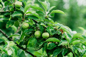 Green unripe apples on a branch in the garden. Soft selective focus.