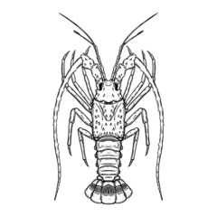 Illustration of florida Spiny Lobster in engraving style. Design element for logo, label, sign, poster, t shirt. Vector illustration