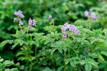 Flowering organic potatoes in the garden. Blooming potatoes on the field. Agriculture. Soft selective focus.