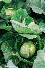 Obraz premium A swing of fresh organic cabbage in the vegetable garden. Agriculture. Soft selective focus.