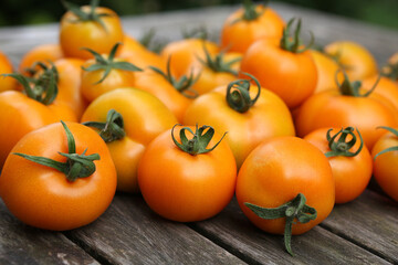 Tomatensorte Zlatava