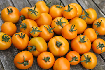 Tomatensorte Zlatava