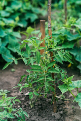 Sprouts of young organic tomatoes in the soil in the vegetable garden. Agriculture. Soft selective focus.