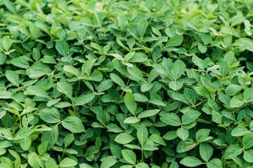 Robust soybean leaves on the field. Green background agriculture. Soft selective focus.