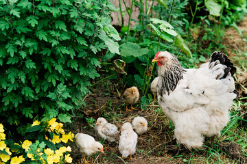 Mother hen with chicks walks in the green yard in the village. Soft selective focus.