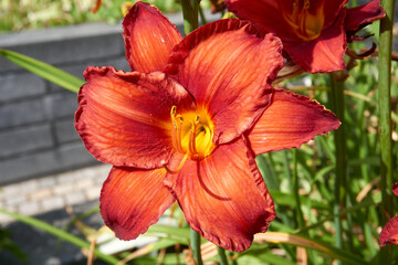 beautiful red yellow lilies Lilium bulbiferum