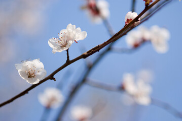 apricot tree flowers