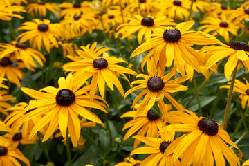 close up of many coneflower flowers 