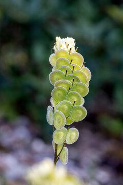 Biscutella is a wild plant in the mountains in the mediterranean. Macro photography.
