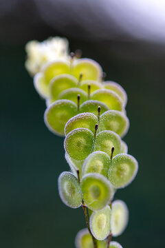 Biscutella is a wild plant in the mountains in the mediterranean. Macro photography.