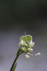 Biscutella is a wild plant in the mountains in the mediterranean. Macro photography.