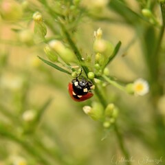 Fototapeta premium ladybird on a blade of grass