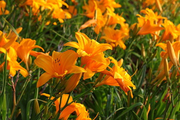 Żółte lilie (Hemerocallis) rosnące w ogrodzie © Monika