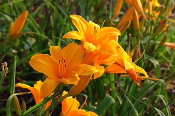 Żółte lilie (Hemerocallis) rosnące w ogrodzie