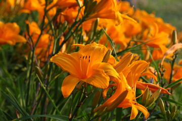 Żółte lilie (Hemerocallis) rosnące w ogrodzie © Monika