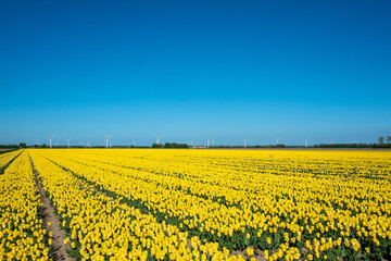 Tulip field, Flevoland Province, The Netherlands